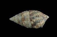 藏品(海蜷蟹守螺)的圖片